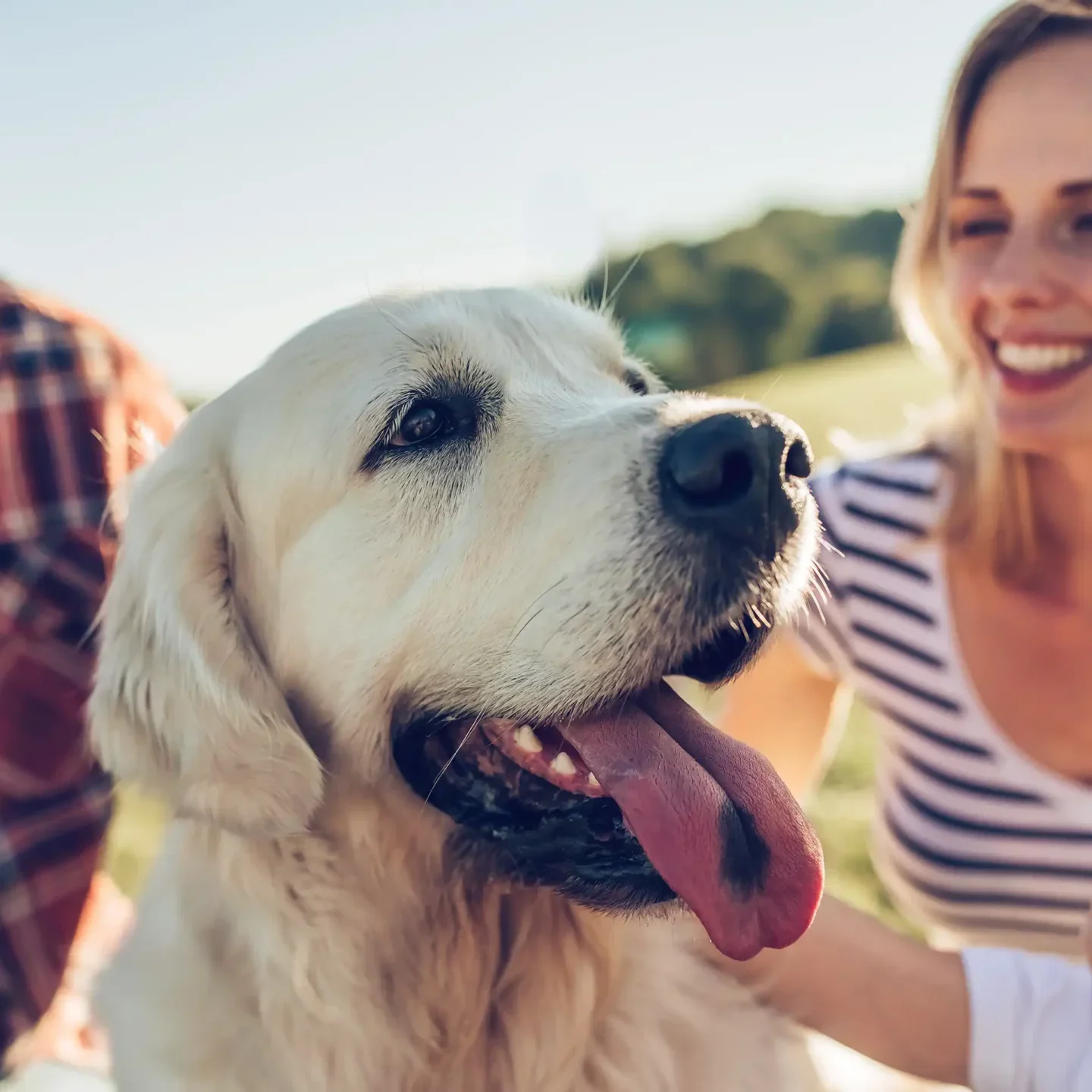 What is Pet Insurance?